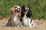 CAVALIER KING CHARLES 318